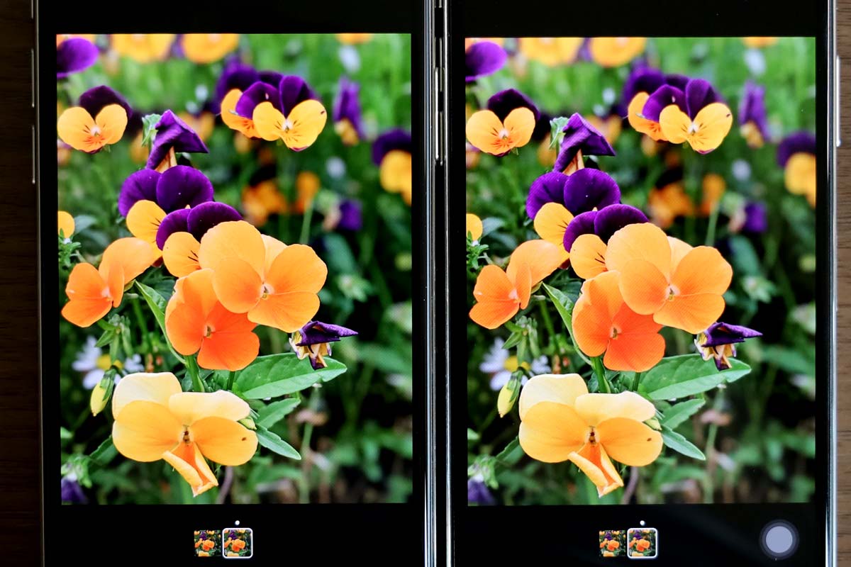 花の画像（iPhone 11 Pro vs iPhone Xの画面比較）