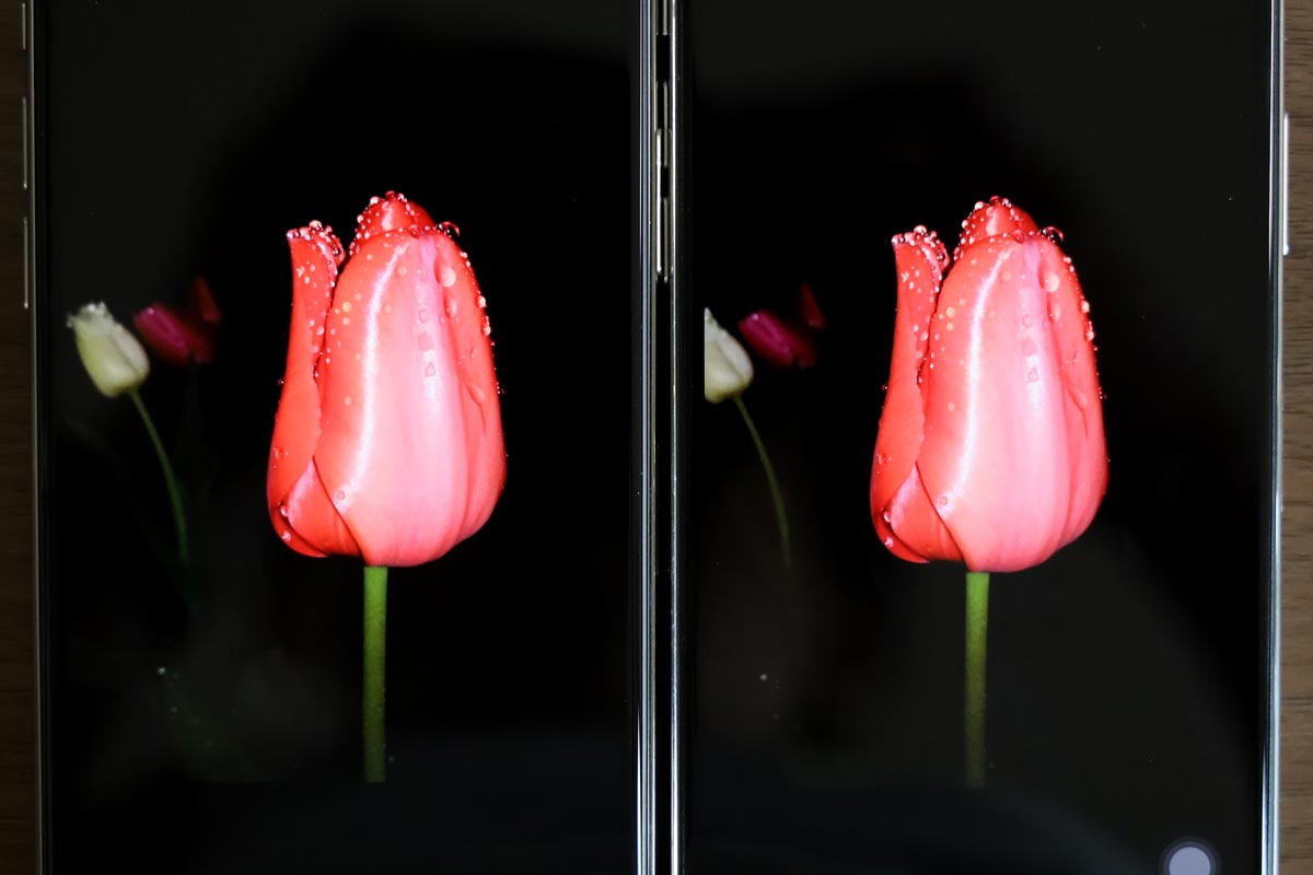 チューリップの画像（iPhone 11 Pro vs iPhone Xの画面比較）