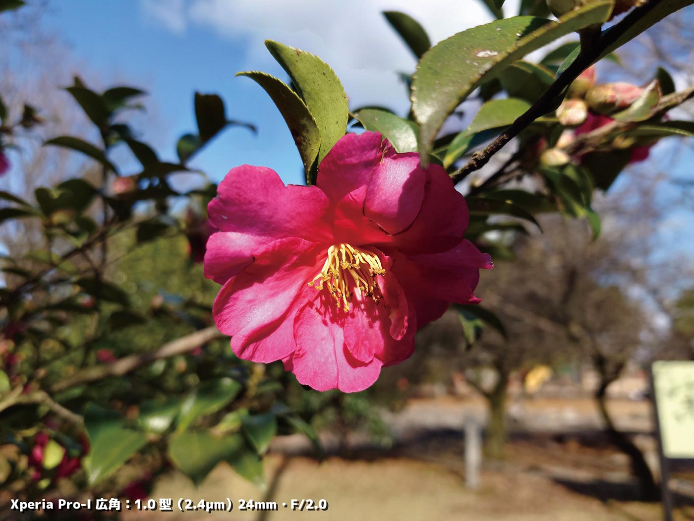 Xperia PRO-Iでピンクの花を撮影