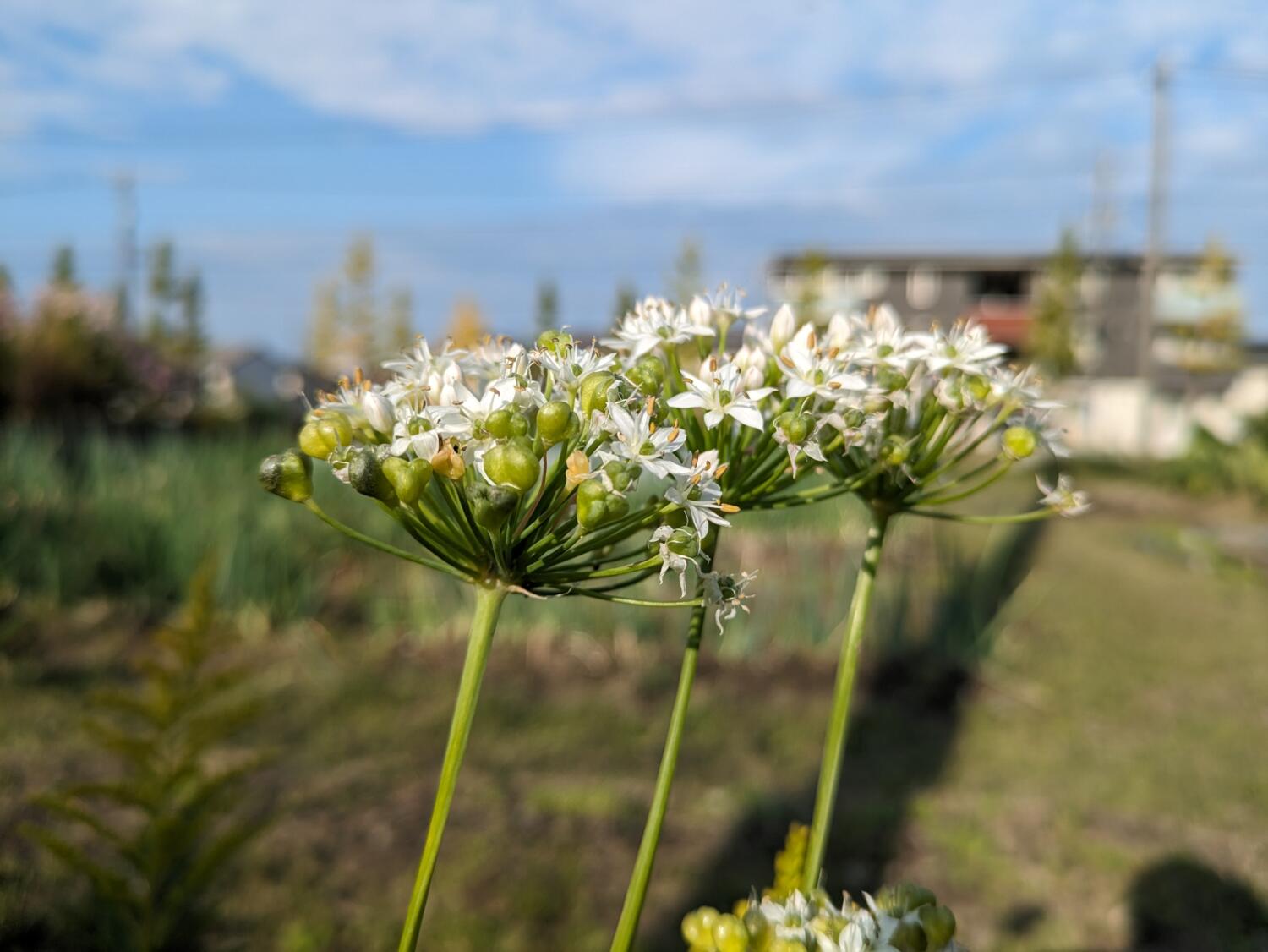 Pixel 7a  広角2倍で花を撮影