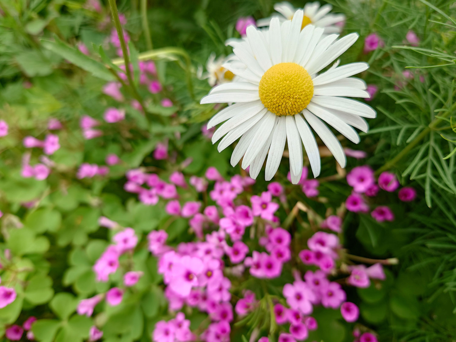 Xperia 1 V 広角×1 白とピンクの花を撮影