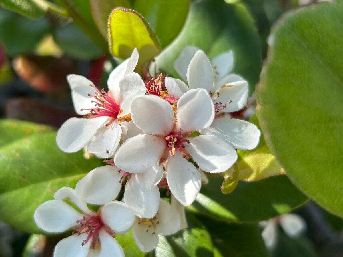 iPhone 14で花を撮影