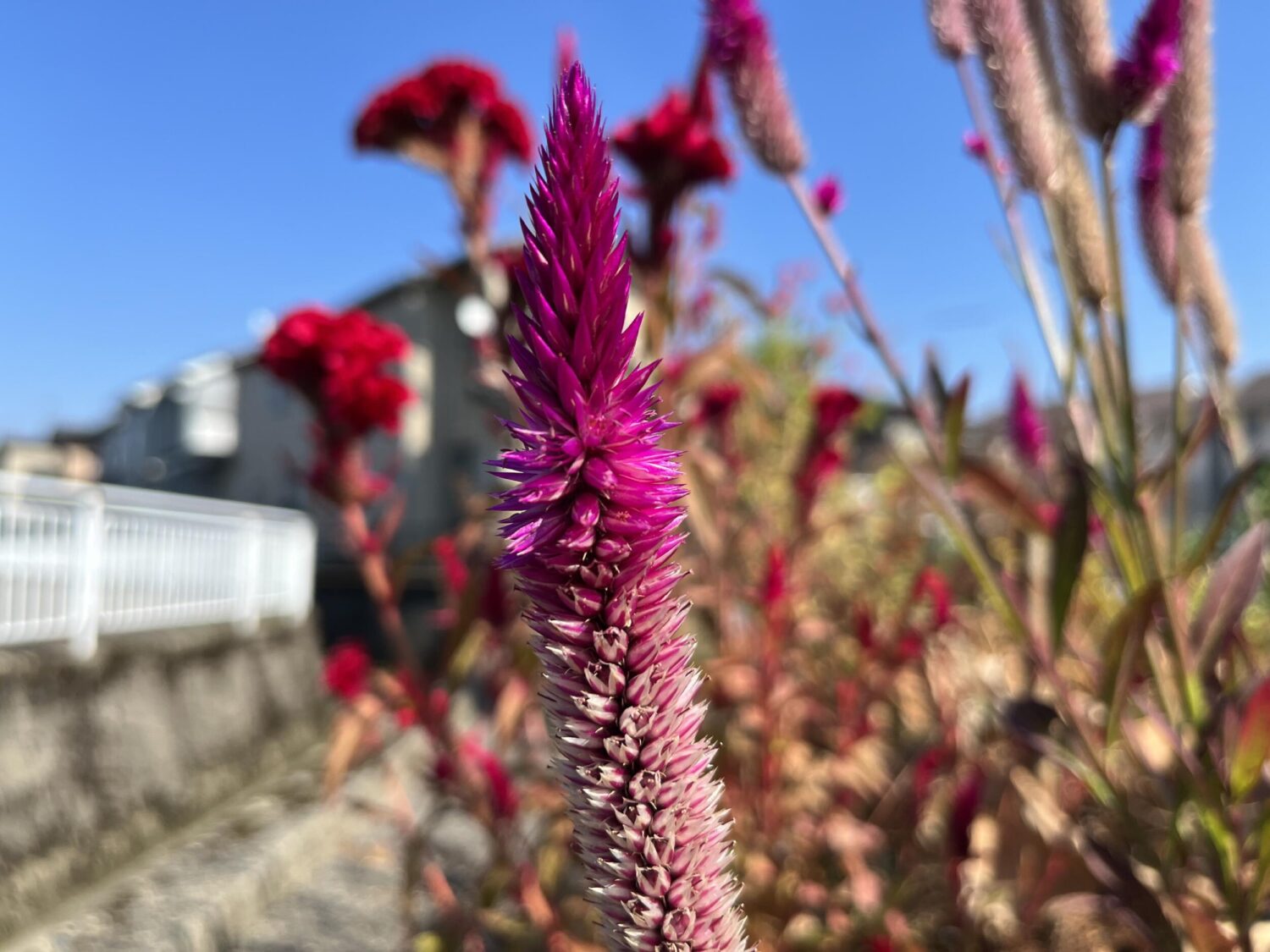 iPhone 13 広角カメラで紫の花を撮影