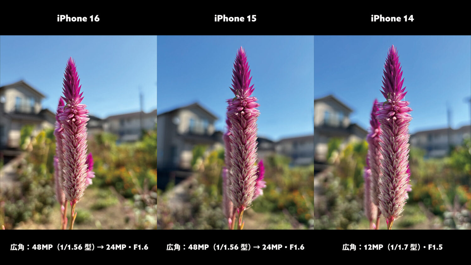 iPhone 16 / 15 / 14 広角×1（花）