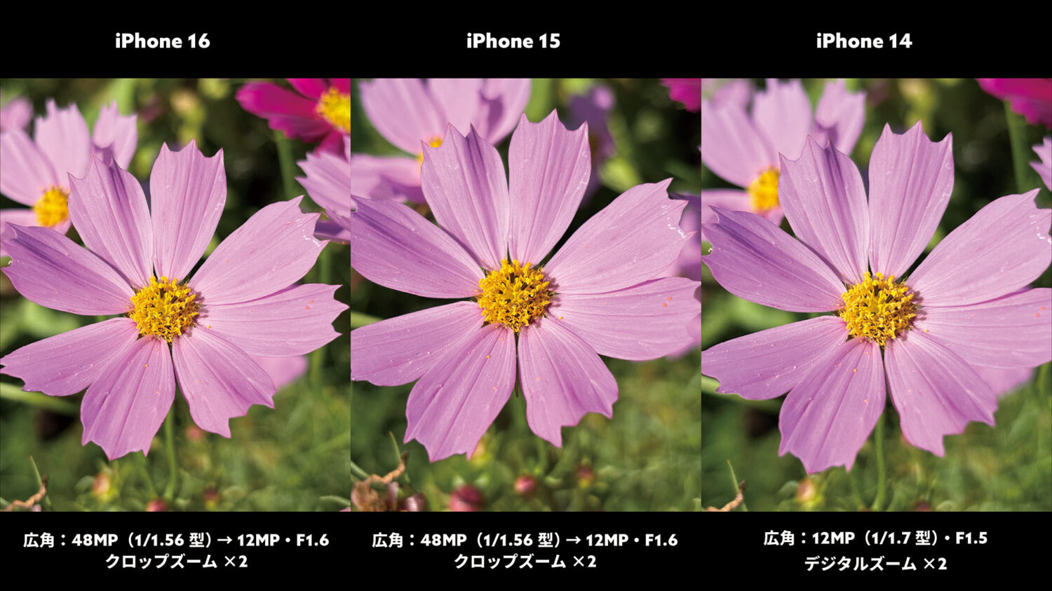 iPhone 16 / 15 / 15 広角×2（秋桜）