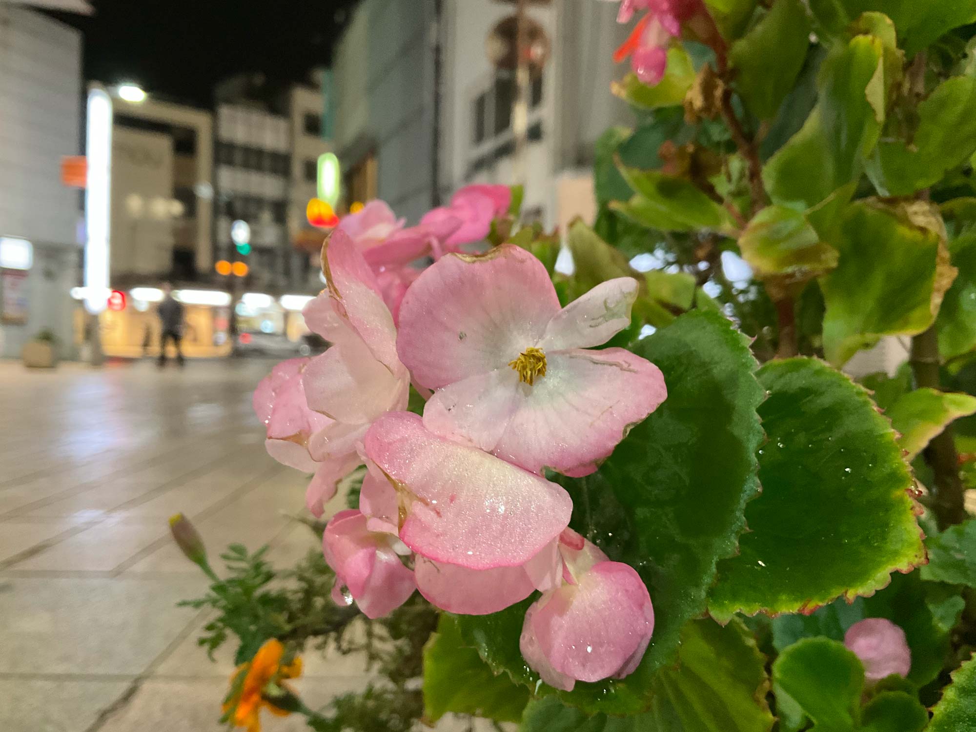 iPad mini 6 広角×2 ピンクの花