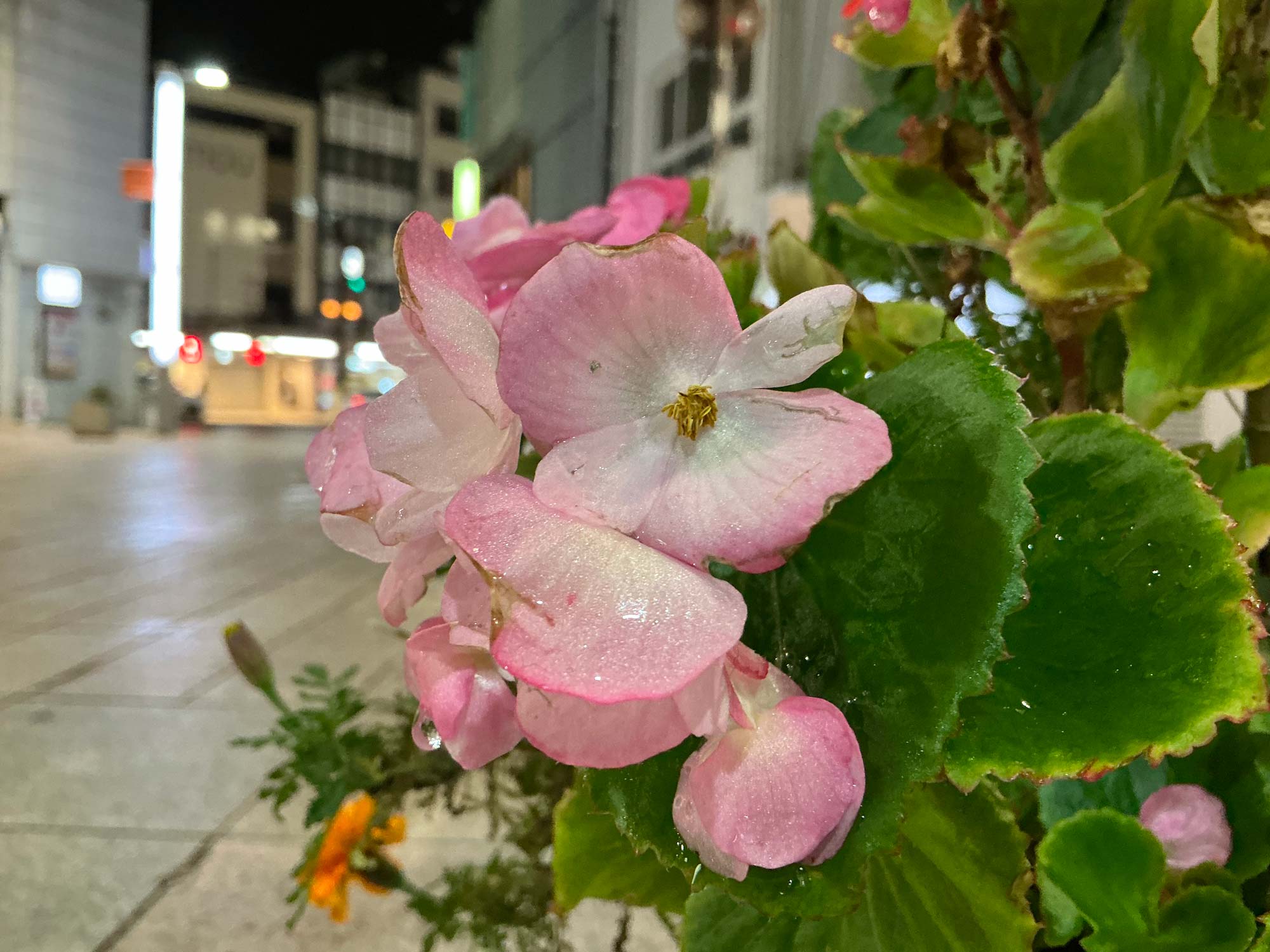 iPad mini 7 広角×2 ピンクの花