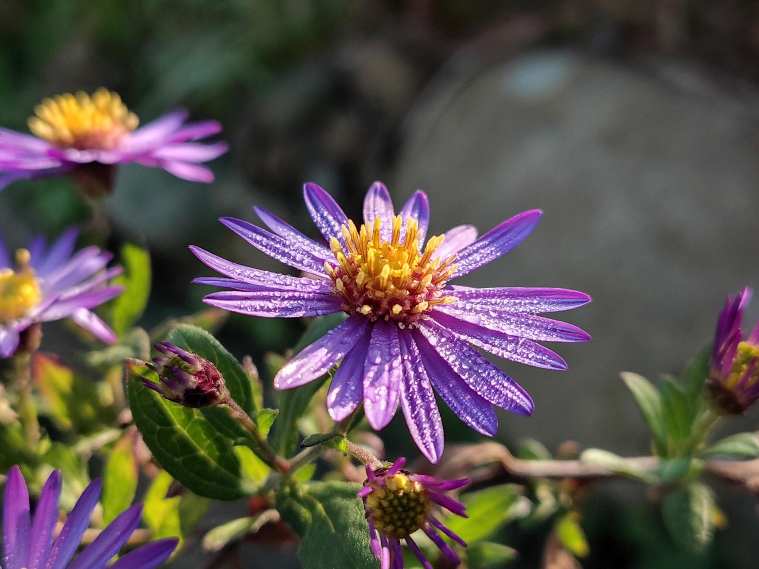 F-53E 広角×2：紫の花