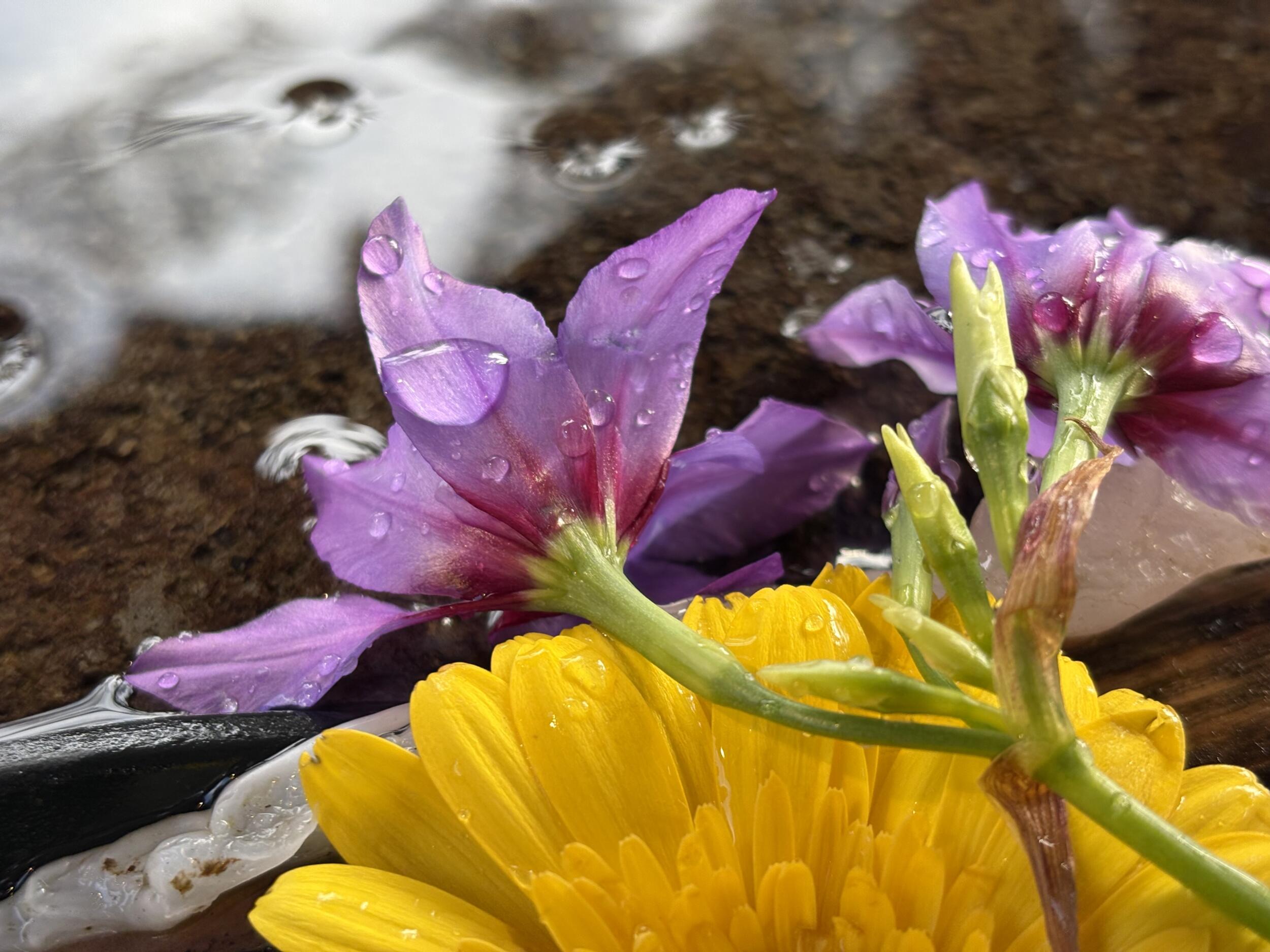 iPhone 16 広角×2 ピンクの花と水雫