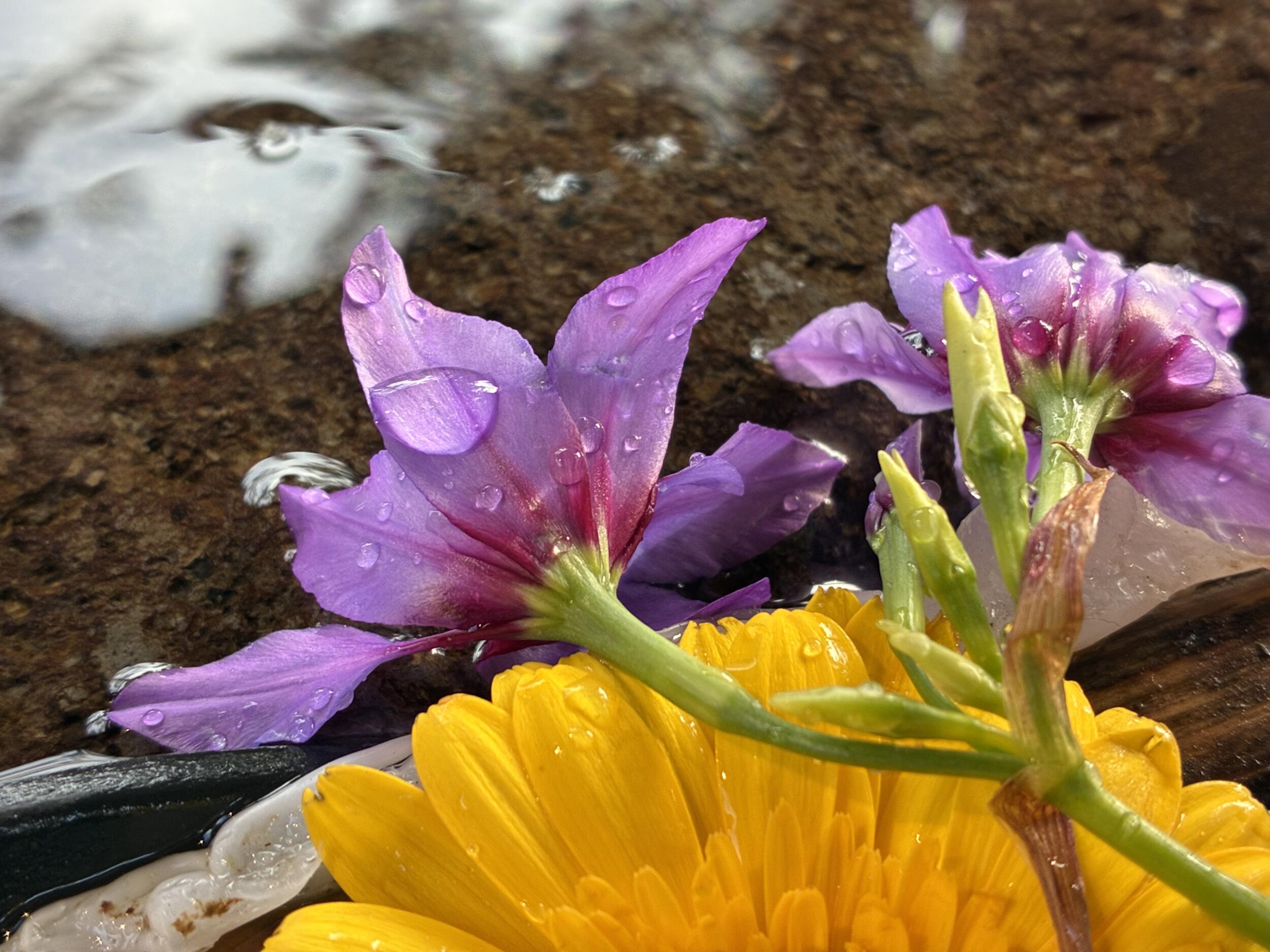 iPhone 16e 広角×2 ピンクの花と水雫